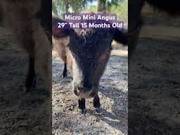 Micro Angus 🐄 aka Mini Lowline Aberdeen Eating Peanut Butter 🥜 #minicow #aberdeenangus #princess