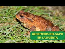BENEFICIOS de los  SAPOS en la HUERTA ECOLÓGICA