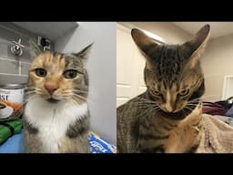 These Cats Deserve Their Own Netflix Show 😂 Funny Cats Videos 2025 🐱