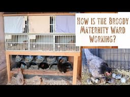 How is Our Broody Maternity Ward Working? Icelandic Hen are Great Mamas! & Tough Viking Chicks