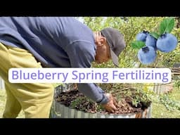 Blueberry Fertilizing: Spring Guide to bigger berries