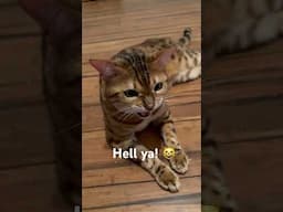 Is it easy… #meows #viralshort #cutecat #bengal #car #cat