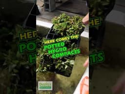 POTTED IN-HOUSE Hygophila Compacts (Super Easy Low Light Foreground Aquarium Plant)