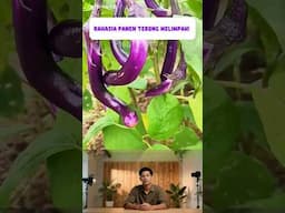 Rahasia Panen Terong Melimpah