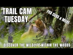 Cornish Woodland Fox Cubs | Mammals | Trail Camera Footage from our Private Woods | Browning HP4 HP5