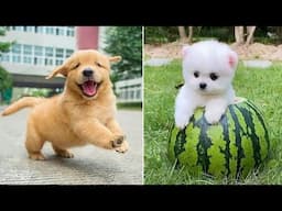 Funniest Animals 2025 😂 Best Funny Cats and Dogs 😻🐶 Part  16 | Cute Baby Dogs