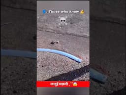 मौत का दूत मछली ☠️ ॥ #shorts #ytshorts