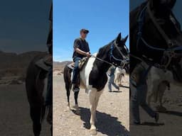 mira qué hermosos caballos
