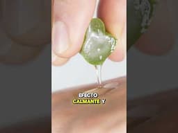 Beneficios del Aloe vera 👌💚🌵