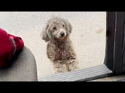 "Can I get in your car to warm up?" the shivering stray dog begging the man with helpless eyes