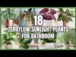 18 Best Indoor Plants for Bathroom | Bathroom Plants for Purifying Air | Plant and Planting