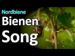 NEU: Der Bienen-Song Nordbiene - Bienenliebe - Bienenschutz - die Dunkle Biene - Live - Bastler Bee