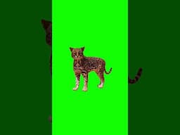 Planet Zoo | Americas Animal Pack