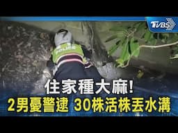 住家種大麻! 2男憂警逮 30株活株丟水溝｜TVBS新聞 @TVBSNEWS02