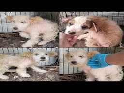 4 lucky dogs are still alive in an illegal animal detention center, but their health is alarming