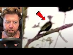 Wildlife Expert Reacts to Potential Extinct Ivory Billed Woodpecker Photo