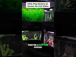 Aquarium Snails: The Unsung Heroes of Tank Cleaning!