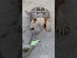 Everyone Thought the Turtle Ate the Fish... Look Again! Blink and You'll Miss it!