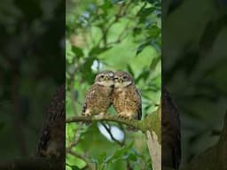 Owl Kisses & Cuddles: A Love Story in the Wild 🦉💖