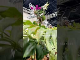 The Garden That Waits For No One - Ikebana Landscaping by Kunzo