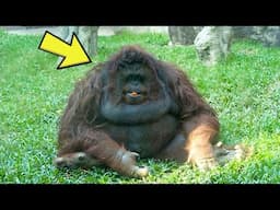 Orangutan Can’t Stand From OBESITY– The Vet’s Discovery In Its Belly Leaves Him STUNNED!