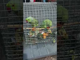 Parrots eating tomato #parrots #petbirds #tomato