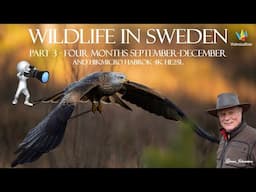 WILDLIFE PHOTOGRAPHY Bird photography in Sweden Year 2024. Part 3. Sep-Dec. Hikmicro Habrok 4K HE25L