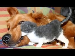 When Kittens Are RAISED by Love Of DOGS 🤪 Funny Animal Videos 2025