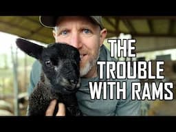 These Rams are Causing Trouble! It's Lambing Month