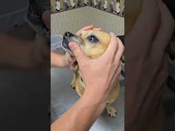 Minion's trip to the vet PT 1 #narrowayhomestead #theoneandonlyminion #seniordog #vetcheck