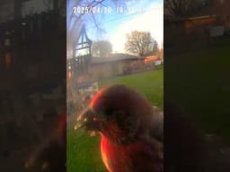 Red Finch is anxiously eating! #redfinch #birdwatching #birdfeedercamera
