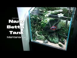 How to Maintain a nano Aquascape | Betta Fish Tank Maintenance