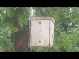 FREE HONEY BEES! | Caught my first swarm
