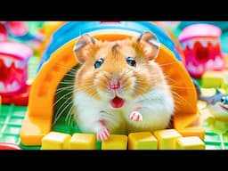 Hamster Escapes from the Plastic Pipe Maze | Hamster Maze