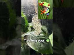 Tree frogs eggs! These frogs typically will lay a cluster of eggs along undersides of leaves #frog