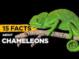 15 Fascinating Facts About Chameleons
