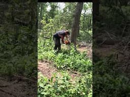 Felling Hung Up Oak Tree #firewood #felling