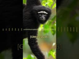 The Animal Sensemaker | Western Hoolock Gibbon | Episode 22