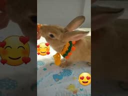 https://youtu.be/ztnEkCV-Coo #tejidoacrochet. #paratumascota. #crochet #ideas.
