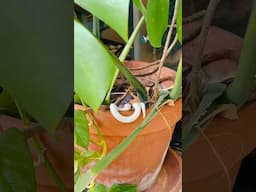Name ideas for my new friend? #snakes #plants