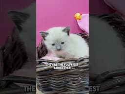 😻So CUTE 🥰 I want to KEEP them all.