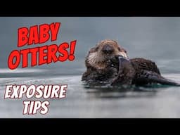 Sea Otter Pups of Alaska: Wildlife Photography Tips & Behind the Scenes