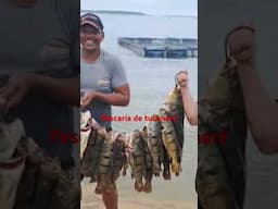 Fartura na Pescaria de tucunaré_ 2 pra lá e 2 pra cá #pescaria #viralvideo
