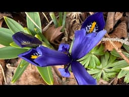 Sunday garden stroll + viewer postcards!