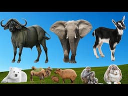 Lively Compilation of Animal Sounds : Antelope, Elephant, Goat, Monkey, Rabbit -Animal Moments