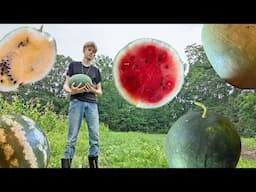 Landrace Gardening in Action (4 Years of Watermelon Crosses - Plus Corn and Pumpkins!)