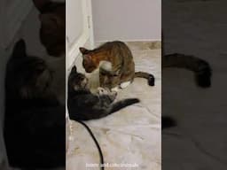 My Cat Did Something UNBELIEVABLE! 😱 #MyRecording"`