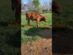 Calf Waiting For His Milk! #dairy #milk #cow #homestead