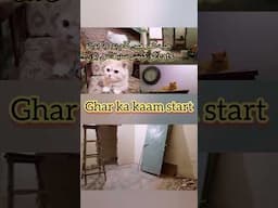 Ghar ka kaam start #cat #shorts #trending