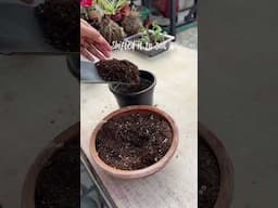 Propagation of umbrella palm!!Credits: @bloomwidher#propagation #umbrellapalm #plantcare #planthack